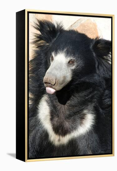 Indian Sloth Bear-Spaxia-Framed Premier Image Canvas