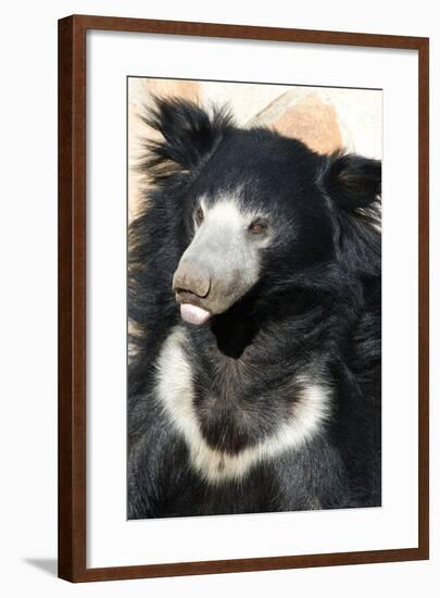 Indian Sloth Bear-Spaxia-Framed Photographic Print