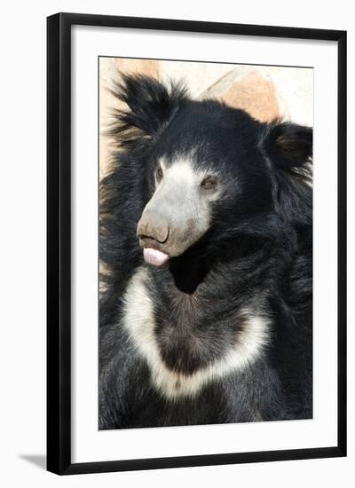 Indian Sloth Bear-Spaxia-Framed Photographic Print