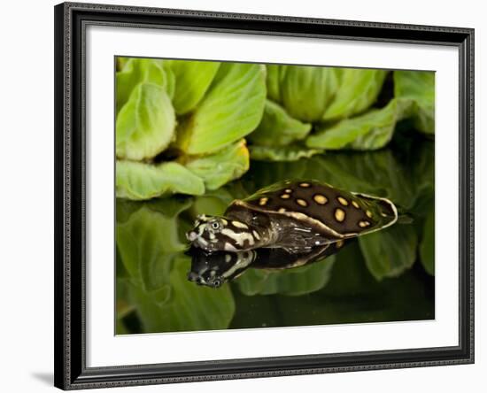 Indian Spotted Softshell Turtle, Lisemys Punctata, Native to India-David Northcott-Framed Photographic Print