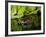 Indian Spotted Softshell Turtle, Lisemys Punctata, Native to India-David Northcott-Framed Photographic Print