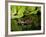 Indian Spotted Softshell Turtle, Lisemys Punctata, Native to India-David Northcott-Framed Photographic Print