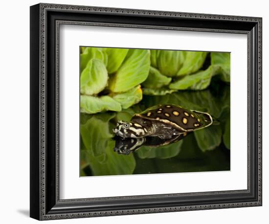 Indian Spotted Softshell Turtle, Lisemys Punctata, Native to India-David Northcott-Framed Photographic Print