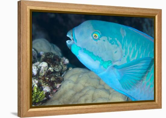 Indian Steephead Parrotfish (Scarus Strongycephalus), Beak Open Feeding, Queensland, Australia-Louise Murray-Framed Premier Image Canvas