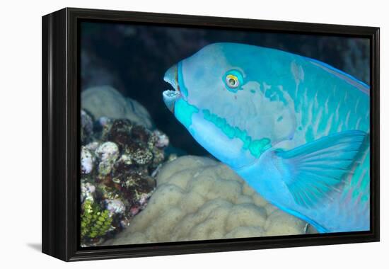 Indian Steephead Parrotfish (Scarus Strongycephalus), Beak Open Feeding, Queensland, Australia-Louise Murray-Framed Premier Image Canvas