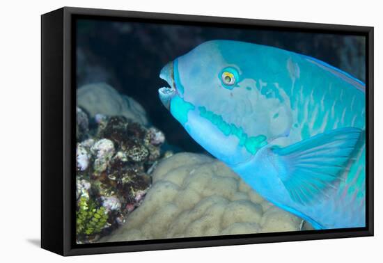 Indian Steephead Parrotfish (Scarus Strongycephalus), Beak Open Feeding, Queensland, Australia-Louise Murray-Framed Premier Image Canvas