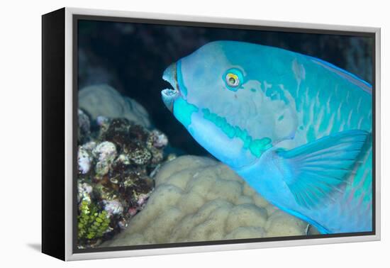 Indian Steephead Parrotfish (Scarus Strongycephalus), Beak Open Feeding, Queensland, Australia-Louise Murray-Framed Premier Image Canvas