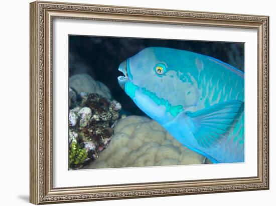 Indian Steephead Parrotfish (Scarus Strongycephalus), Beak Open Feeding, Queensland, Australia-Louise Murray-Framed Photographic Print