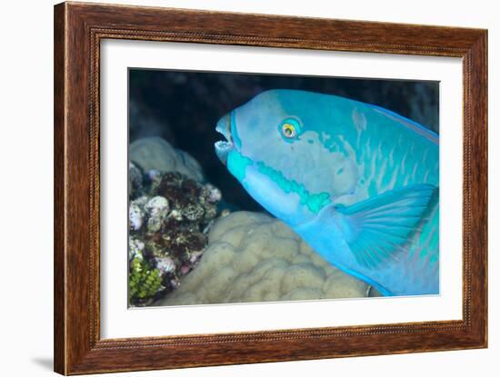 Indian Steephead Parrotfish (Scarus Strongycephalus), Beak Open Feeding, Queensland, Australia-Louise Murray-Framed Photographic Print