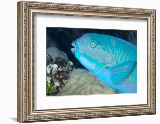 Indian Steephead Parrotfish (Scarus Strongycephalus), Beak Open Feeding, Queensland, Australia-Louise Murray-Framed Photographic Print