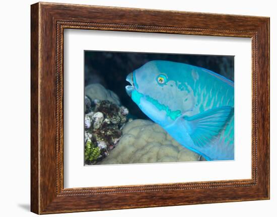 Indian Steephead Parrotfish (Scarus Strongycephalus), Beak Open Feeding, Queensland, Australia-Louise Murray-Framed Photographic Print