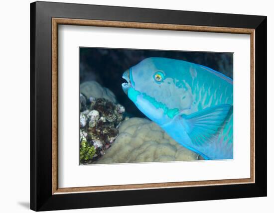 Indian Steephead Parrotfish (Scarus Strongycephalus), Beak Open Feeding, Queensland, Australia-Louise Murray-Framed Photographic Print