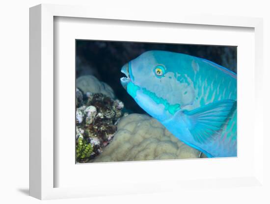 Indian Steephead Parrotfish (Scarus Strongycephalus), Beak Open Feeding, Queensland, Australia-Louise Murray-Framed Photographic Print