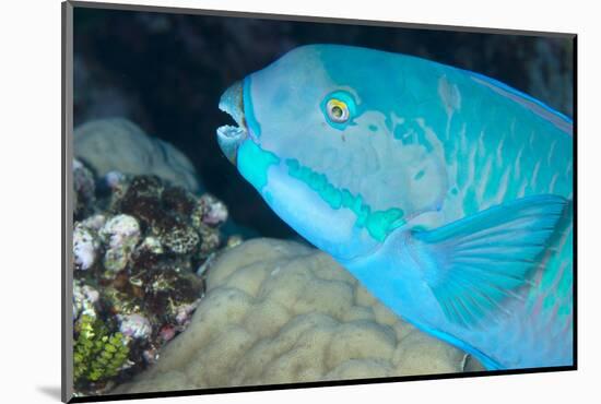 Indian Steephead Parrotfish (Scarus Strongycephalus), Beak Open Feeding, Queensland, Australia-Louise Murray-Mounted Photographic Print