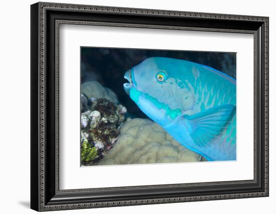 Indian Steephead Parrotfish (Scarus Strongycephalus), Beak Open Feeding, Queensland, Australia-Louise Murray-Framed Photographic Print