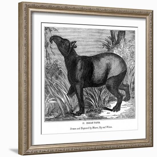 Indian Tapir, 1843-Messrs Sly and Wilson-Framed Giclee Print