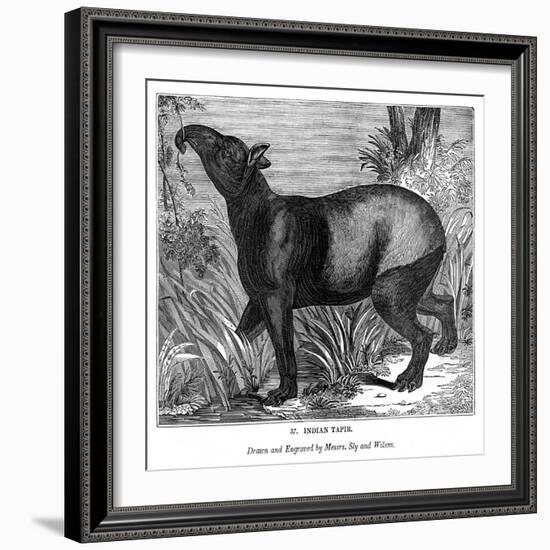 Indian Tapir, 1843-Messrs Sly and Wilson-Framed Giclee Print