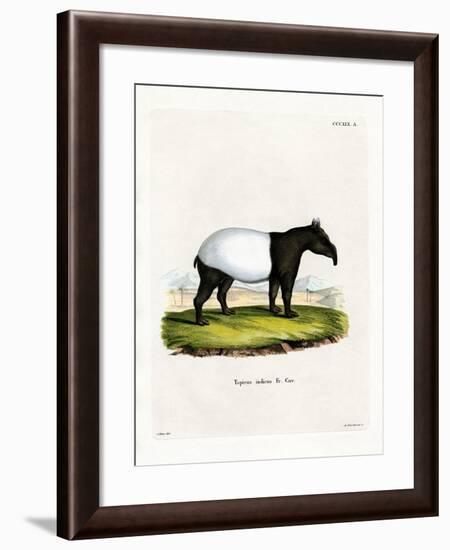 Indian Tapir-null-Framed Giclee Print