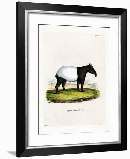 Indian Tapir-null-Framed Giclee Print