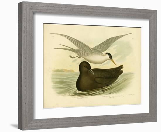 Indian Tern, 1891-Gracius Broinowski-Framed Giclee Print
