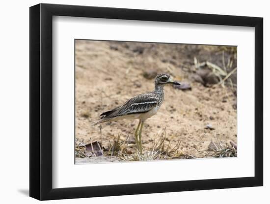 Indian thick-knee (Burhinus indicus), Bandhavgarh National Park, Madhya Pradesh, India, Asia-Sergio Pitamitz-Framed Photographic Print