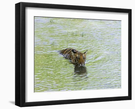 Indian Tiger, Bandhavgarh National Park, Madhya Pradesh State, India-Thorsten Milse-Framed Photographic Print