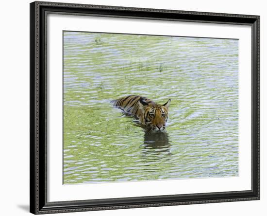 Indian Tiger, Bandhavgarh National Park, Madhya Pradesh State, India-Thorsten Milse-Framed Photographic Print