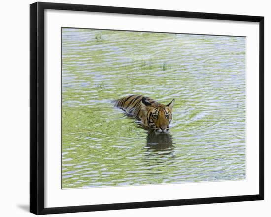 Indian Tiger, Bandhavgarh National Park, Madhya Pradesh State, India-Thorsten Milse-Framed Photographic Print