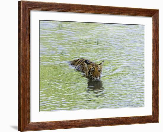 Indian Tiger, Bandhavgarh National Park, Madhya Pradesh State, India-Thorsten Milse-Framed Photographic Print