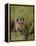 Indian Tiger, Bandhavgarh National Park, Madhya Pradesh State, India-Thorsten Milse-Framed Premier Image Canvas