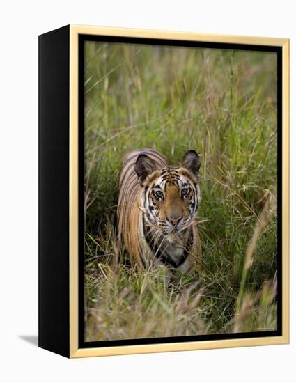 Indian Tiger, Bandhavgarh National Park, Madhya Pradesh State, India-Thorsten Milse-Framed Premier Image Canvas