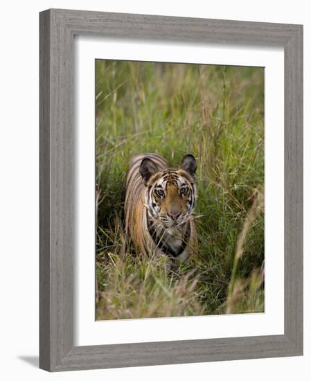 Indian Tiger, Bandhavgarh National Park, Madhya Pradesh State, India-Thorsten Milse-Framed Photographic Print