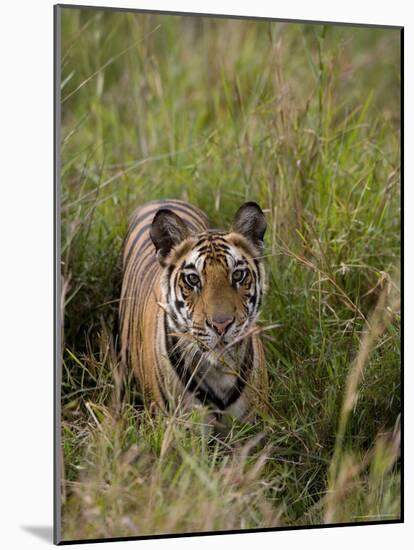 Indian Tiger, Bandhavgarh National Park, Madhya Pradesh State, India-Thorsten Milse-Mounted Photographic Print