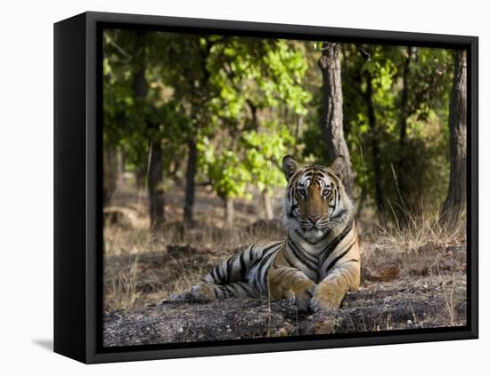 Indian Tiger, Bandhavgarh National Park, Madhya Pradesh State, India-Milse Thorsten-Framed Premier Image Canvas
