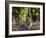 Indian Tiger, Bandhavgarh National Park, Madhya Pradesh State, India-Milse Thorsten-Framed Photographic Print