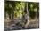 Indian Tiger, Bandhavgarh National Park, Madhya Pradesh State, India-Milse Thorsten-Mounted Photographic Print