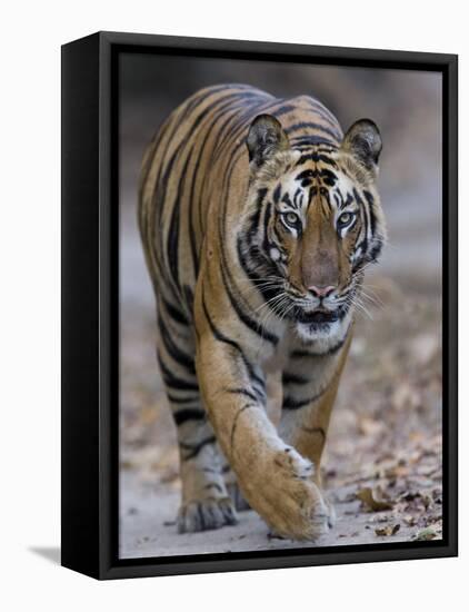Indian Tiger, Bandhavgarh Tiger Reserve, Madhya Pradesh State, India-Milse Thorsten-Framed Premier Image Canvas
