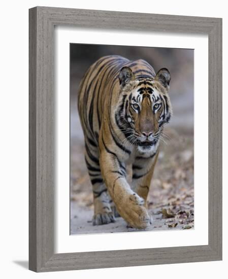 Indian Tiger, Bandhavgarh Tiger Reserve, Madhya Pradesh State, India-Milse Thorsten-Framed Photographic Print