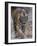 Indian Tiger, Bandhavgarh Tiger Reserve, Madhya Pradesh State, India-Milse Thorsten-Framed Photographic Print