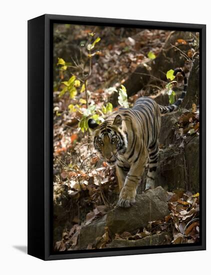 Indian Tiger (Bengal Tiger, Bandhavgarh National Park, Madhya Pradesh State, India-Milse Thorsten-Framed Premier Image Canvas