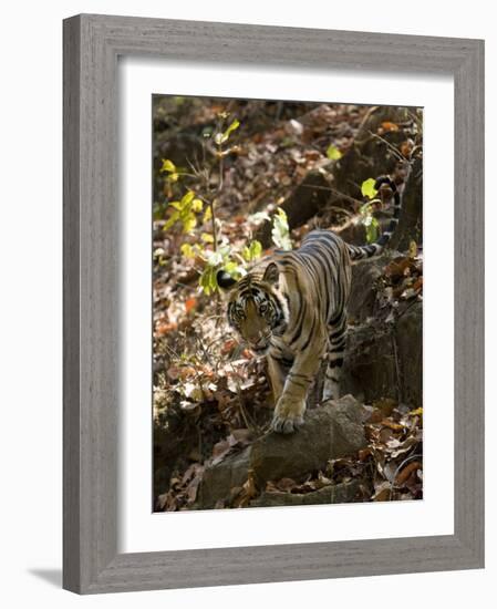 Indian Tiger (Bengal Tiger, Bandhavgarh National Park, Madhya Pradesh State, India-Milse Thorsten-Framed Photographic Print