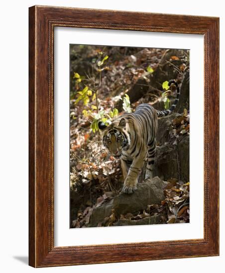 Indian Tiger (Bengal Tiger, Bandhavgarh National Park, Madhya Pradesh State, India-Milse Thorsten-Framed Photographic Print