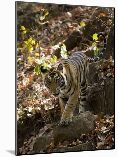 Indian Tiger (Bengal Tiger, Bandhavgarh National Park, Madhya Pradesh State, India-Milse Thorsten-Mounted Photographic Print