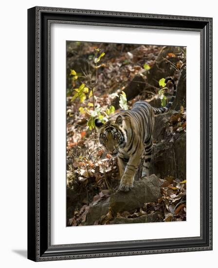 Indian Tiger (Bengal Tiger, Bandhavgarh National Park, Madhya Pradesh State, India-Milse Thorsten-Framed Photographic Print