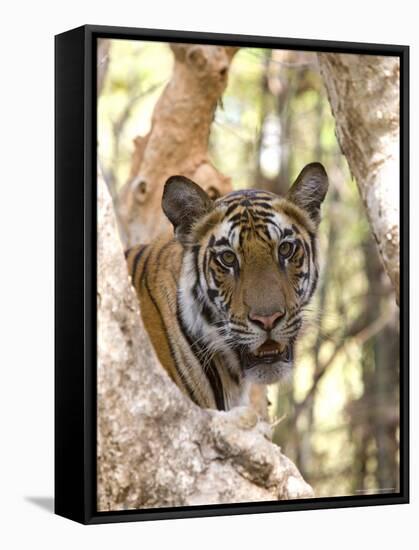 Indian Tiger (Bengal Tiger) (Panthera Tigris Tigris), Bandhavgarh National Park, India-Thorsten Milse-Framed Premier Image Canvas