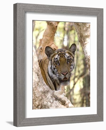 Indian Tiger (Bengal Tiger) (Panthera Tigris Tigris), Bandhavgarh National Park, India-Thorsten Milse-Framed Photographic Print