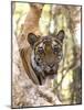 Indian Tiger (Bengal Tiger) (Panthera Tigris Tigris), Bandhavgarh National Park, India-Thorsten Milse-Mounted Photographic Print