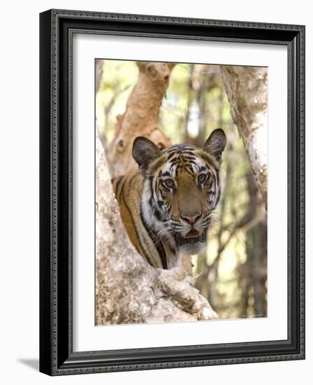 Indian Tiger (Bengal Tiger) (Panthera Tigris Tigris), Bandhavgarh National Park, India-Thorsten Milse-Framed Photographic Print