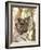 Indian Tiger (Bengal Tiger) (Panthera Tigris Tigris), Bandhavgarh National Park, India-Thorsten Milse-Framed Photographic Print