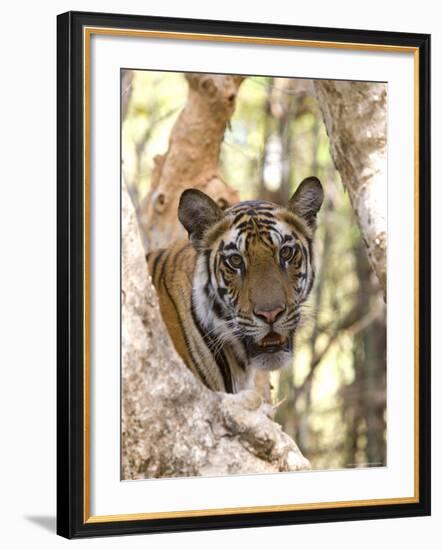 Indian Tiger (Bengal Tiger) (Panthera Tigris Tigris), Bandhavgarh National Park, India-Thorsten Milse-Framed Photographic Print